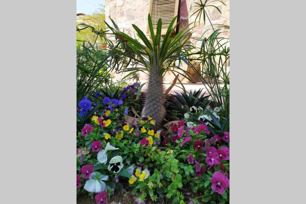 Eilat Stone - Patio אבן אילת - פטיו Apartamento Exterior foto